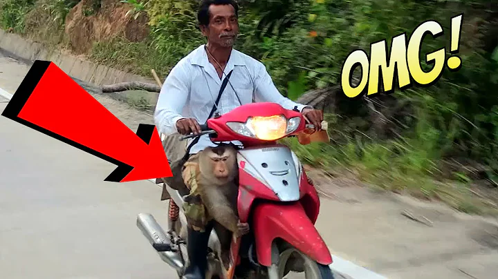 OMG! MONKEY IS DRIVING MOTORBIKE !!!