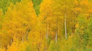 Peaceful Music, Relaxing Music, Instrumental Music 'Aspen Autumn' by Tim Janis