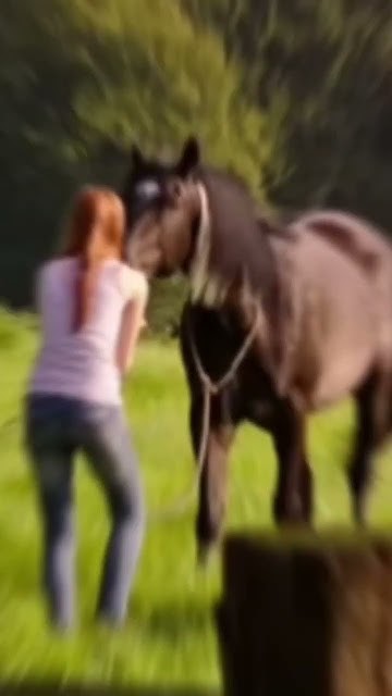 оствинд #horse #лошади - YouTube