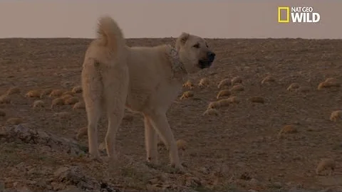 Quel est le chien le plus puissant du monde ?