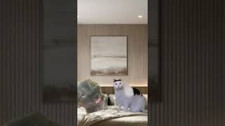 Cat Sleeping Greenscreen Kinda Interesting Mine
