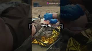 Descubre Todo Sobre La Serpiente Yarará Á