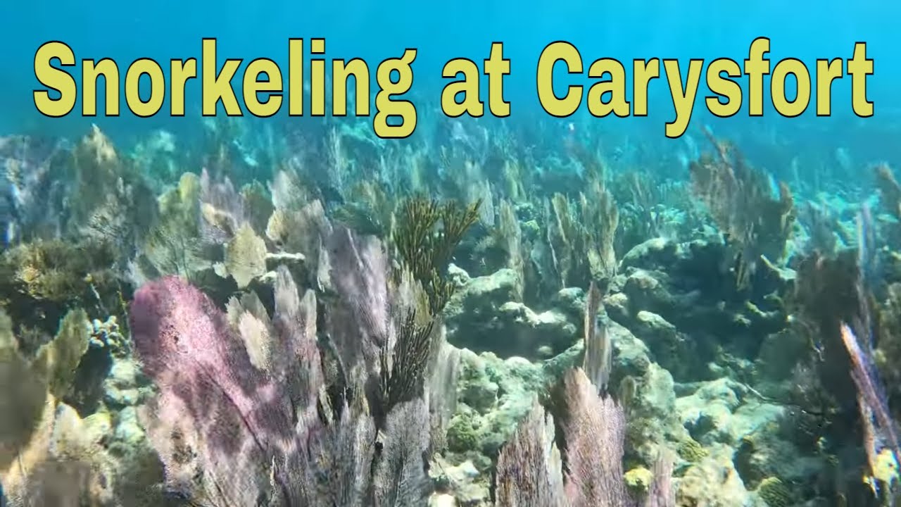 Snorkeling at Carysfort Reef Key Largo FL