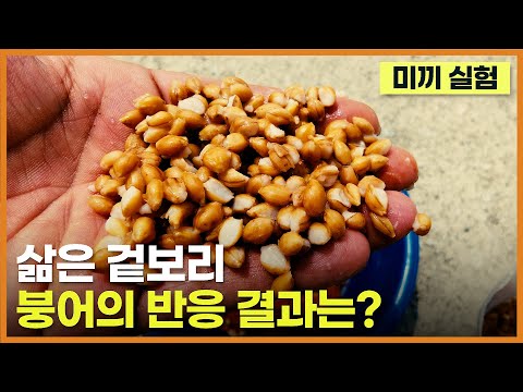 - <strong>붕어낚시</strong> <strong>미끼</strong> 실험