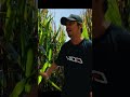 #viralvideo #humor #funny #comedia