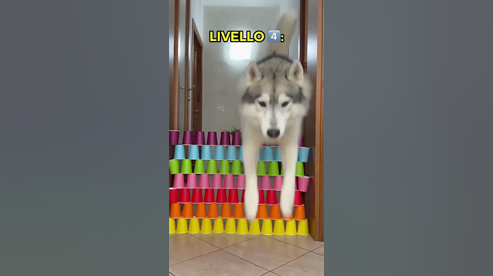GATTO VS CANE: Chi SALTA più in ALTO l’OSTACOLO?🙀🫢🐶 #dog #cat #dogchallenge #catchallenge #cane