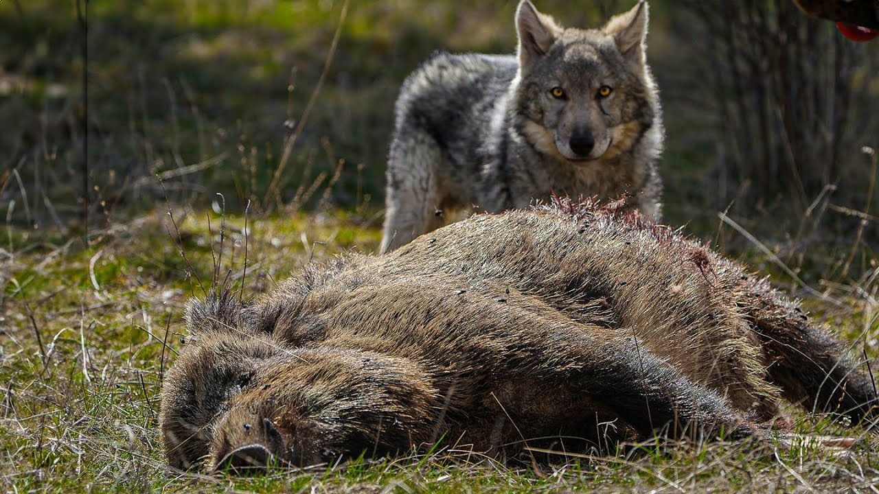 BÖRÜ İLE VAHŞİ DOĞADA BİR GÜN GEÇİRMEK! (YABAN DOMUZU LEŞİ BULDUK!)