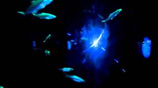 MilkFish (Chanos Chanos)