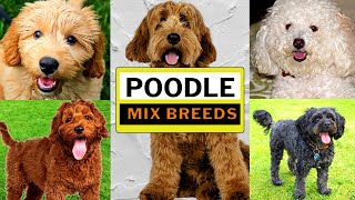 16 Poodle Mix Breeds That We All Love / Including Our Top Pick / Which Is Yours? by Animal Digest 366 views 1 year ago 9 minutes, 25 seconds