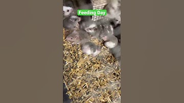 Feeding Day!! #feeding #rat #ballpython