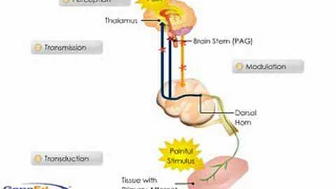 Pain Perception