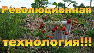 Выращивание клубники - ЭКО!!! Без потерь и круглый год!