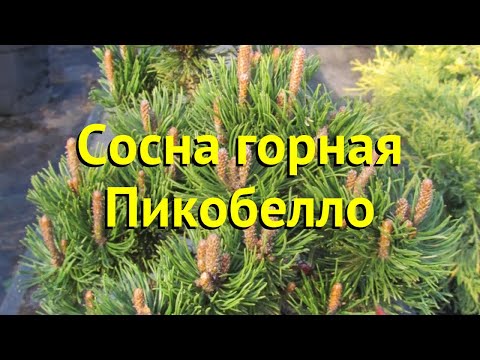 Сосна горная пикобелло.