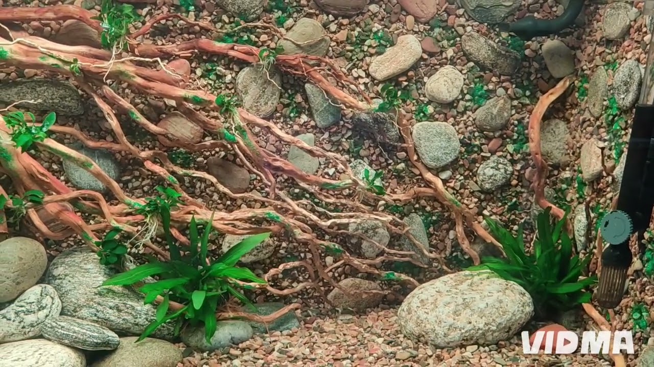 🍀Tác phẩm thủy sinh: VÁCH VÔ THƯỜNG🍀Tác giả: Hùng Đăng🍀Ngày hoàn thành: 07/02/2026🍀