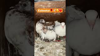 Kabootar??️?❤️ ||10 million views youtubeshorts pigeon shortshorts kabootar ytshorts