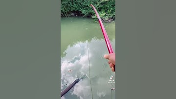 Câu rô phi bằng lưỡi lục và kết quả quá đã