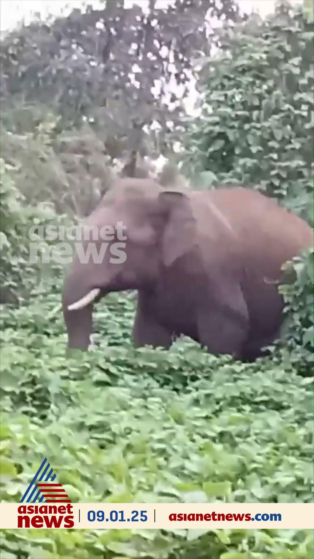 വാൽപ്പാറ ജനവാസമേഖലയിൽ പുള്ളിപ്പുലികൾ കൂട്ടമായി ഇറങ്ങിയപ്പോൾ