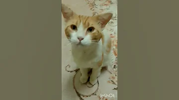 منك لله ياللى فى بالى 