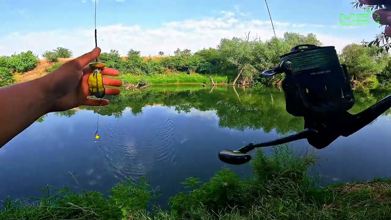 24h PESCUIT SALBTIC pe TIMIS  , a PLOUAT de a RUPT ,PESTII au RASPUNS MAI GREU, CARAS si SCOBAR