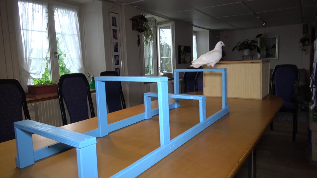 Clickertraining, Tricks mit Tauben, Hindernislauf, Formen unterscheiden