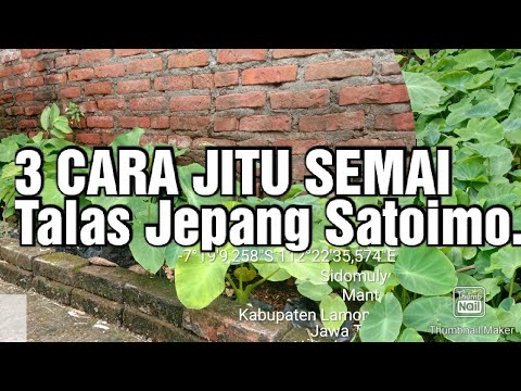 3 Cara Menanam Umbi Bibit Talas Jepang Satoimo di Lahan Lamongan. 