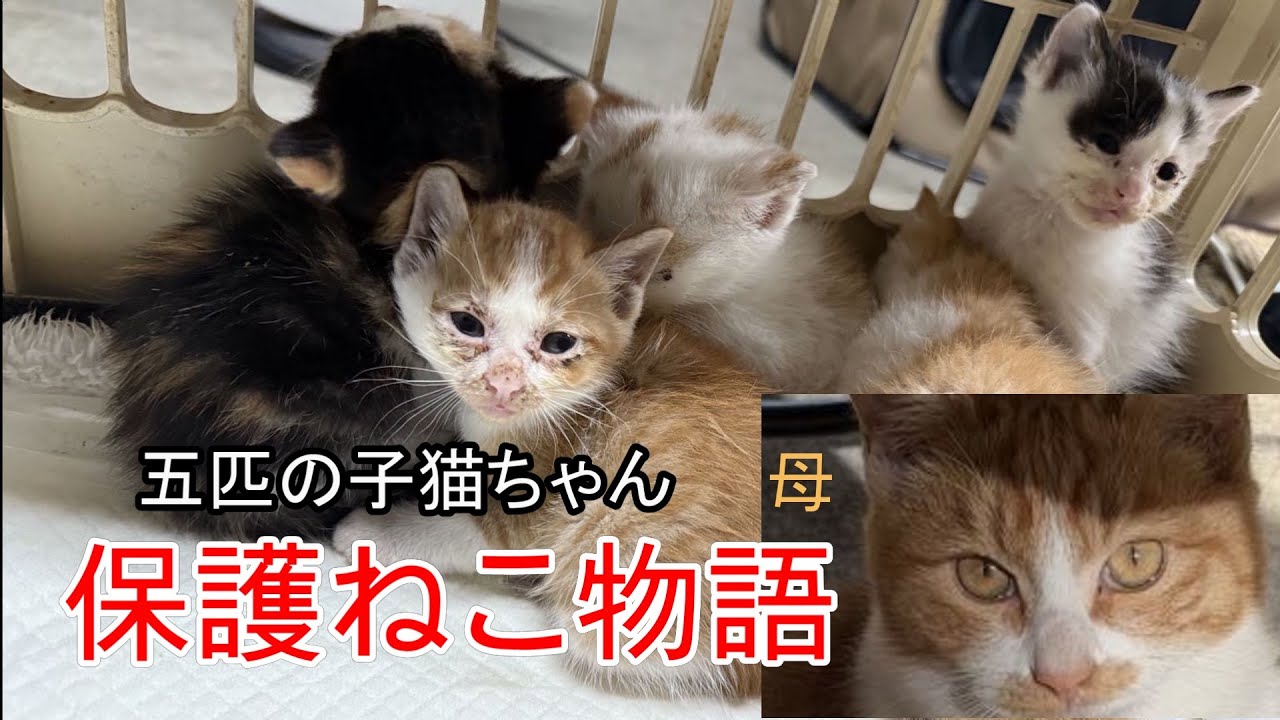 保護ねこ物語・野良ねこ・子ねこ・ねこじゃらし・猫ちゃん大好き・かわいい野良猫・会社の敷地内にて出産・猫ちゃんかワンちゃんか参考にしてください、
