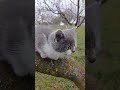 як навчитись полювати #cat #kitten #cute #kitty #catstagram #animals #cutecat #nature #meow #love