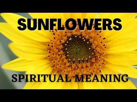 Fascinating Spiritual Meanings of Sunflowers | Sunflowers Symbolisms