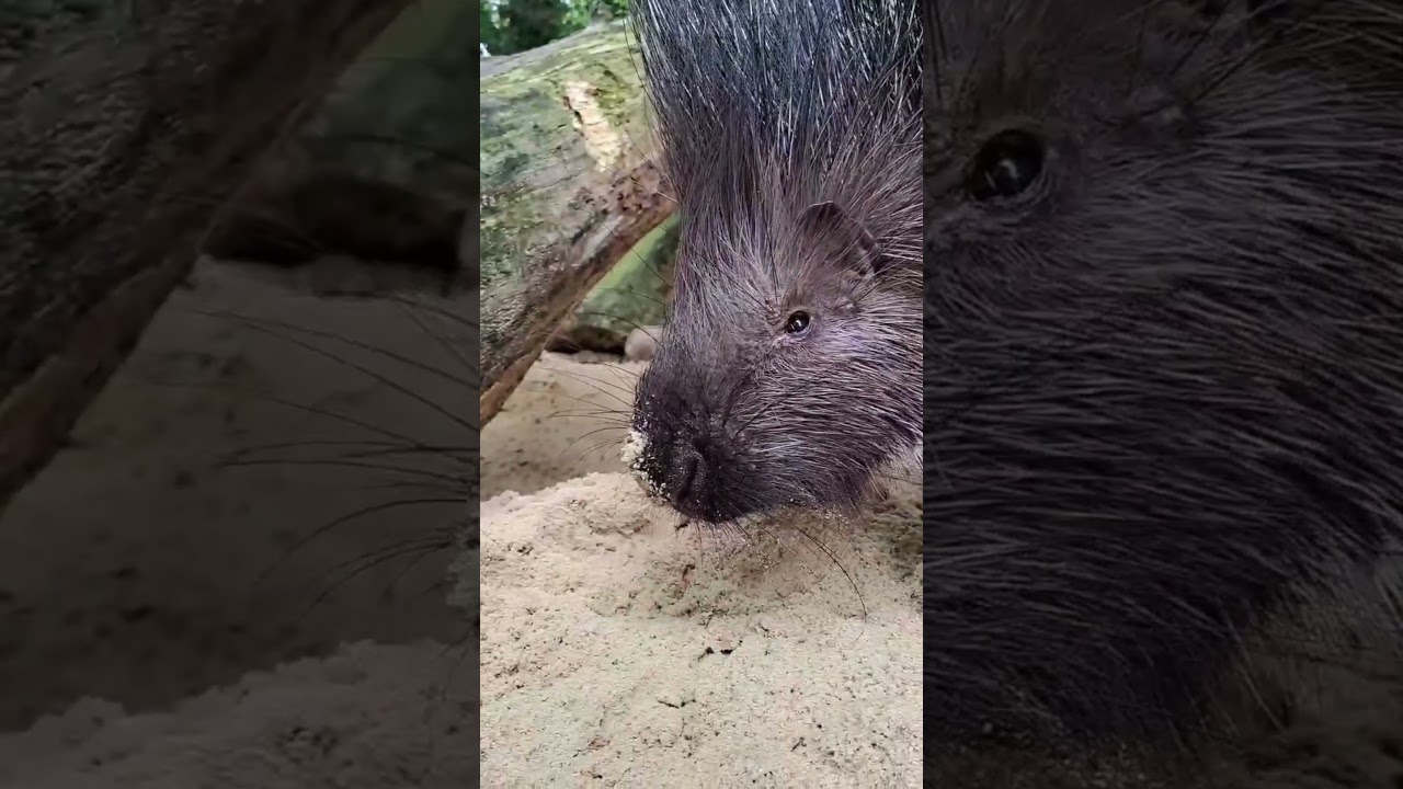 Schnüffeln, Scharren, Staunen – Enrichment bei unseren Stachelschweinen