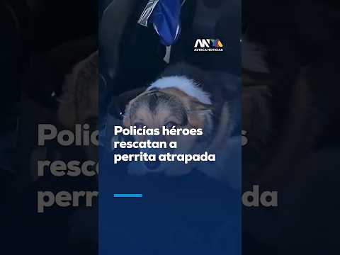 Video En Arizona, un policía rompe la ventana y salva a cachorra pitbull deshidratada en auto a 50 °C