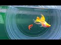 Albino Koi Red Short glass belly ribbon finC