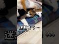 相変わらず三毛毛布に潜り込むのがブームな小町。