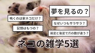 【雑学】話したくなる！ネコの雑学5選！！【ゆっくり】