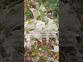 Zucchini Infected By Powdery Mildew Тиквички заразени с брашнеста мана Permaculture Zucchini