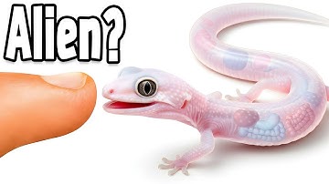 I Hatched A See Through Leopard Gecko!