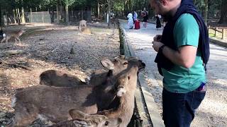 Nara Park, Deers - Japan