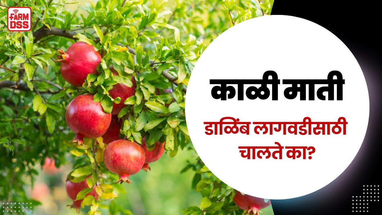 काळ्या मातीत डाळिंब लागवड होते का? @BTGore