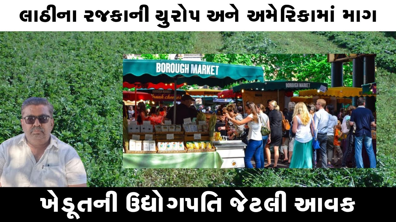 રજકો માત્ર ગાય અને ભેંસ નથી ખાતી ll લાઠીનો રજકો વિદેશમાં પણ વેચાઈ છે ll રજકાની ખેતીમાં કરોડોની કમાણી