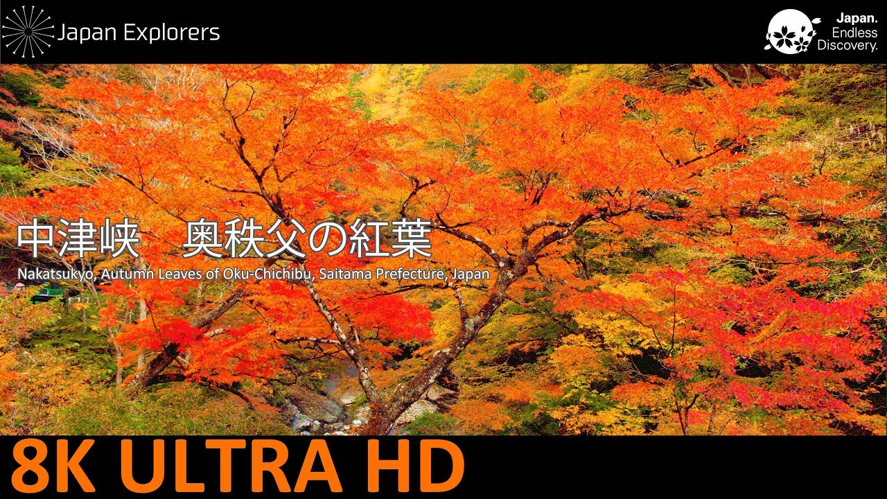 中津峡 奥秩父の紅葉 Nakatsukyo, Autumn Leaves of Oku-Chichibu [8K