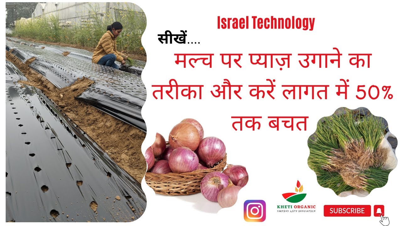 How to Grow Onion on Mulch! Israel Technology! Pyaz ki Kheti! Rabi