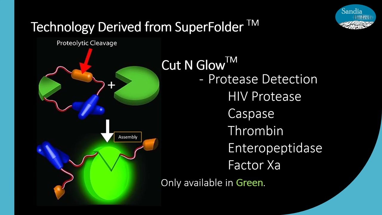 Superfolder GFP & Split GFP - Sandia Biotech - Protein Folding Assay - Protein Analysis WEBINAR