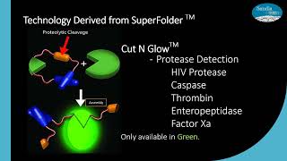 Superfolder GFP & Split GFP - Sandia Biotech - Protein Folding Assay - Protein Analysis WEBINAR