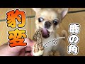 【犬 Vlog】はじめての鹿の角に豹変するチワワのみるく