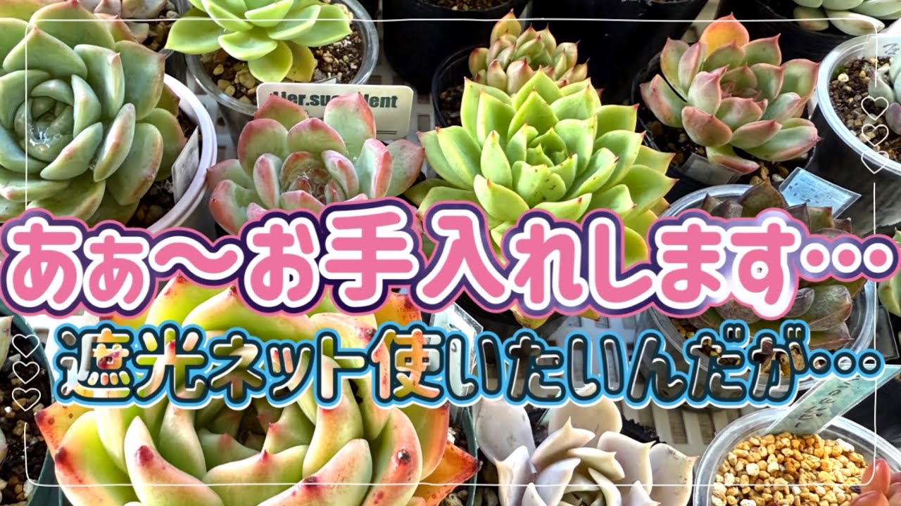 【多肉植物】#167 わーー‼︎色々サボり過ぎちゃいました💦ほほほ