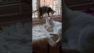 “Tiny kitten, big attitude!”“ Atom's favorite toy? moustache of Snow 😆”“Beauty and love 🐾
