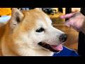 話のわかる柴犬