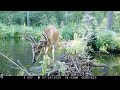 Guardians of the Swamp - A trail camera compilation