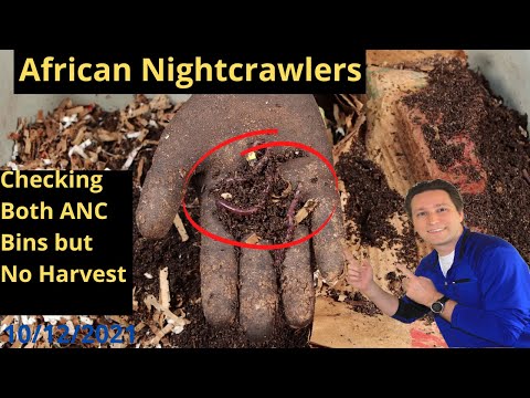 African Nightcrawler Bins Update (Food Added) 10/12/2021