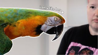 What to do if Your Parrot HATES Your SPOUSE!