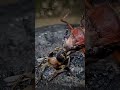 خنفسة بتحمي نفسها بحركة عجيبة 